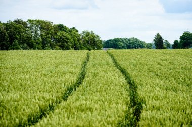 Yeşil buğday alanı kapatmak makro resmi