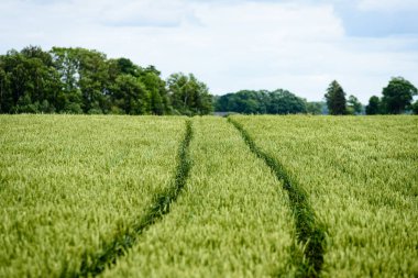 Yeşil buğday alanı kapatmak makro resmi