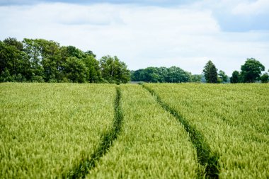 Yeşil buğday alanı kapatmak makro resmi
