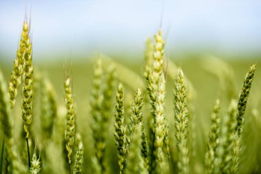 Sarı buğday alanı kapatmak makro resmi