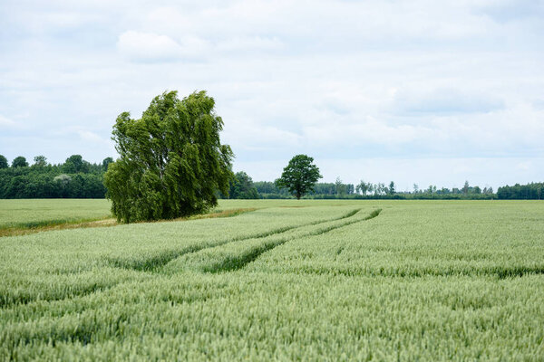 Yellow wheat field close up macro photograph