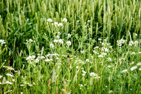 Pole pszenicy zielony zbliżenie zdjęcie makro — Zdjęcie stockowe