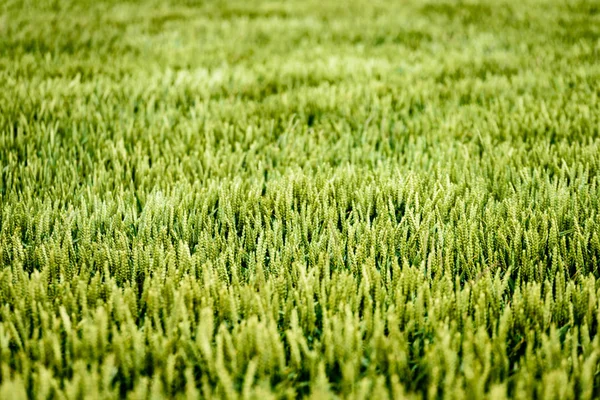 Зеленое пшеничное поле крупным планом — стоковое фото