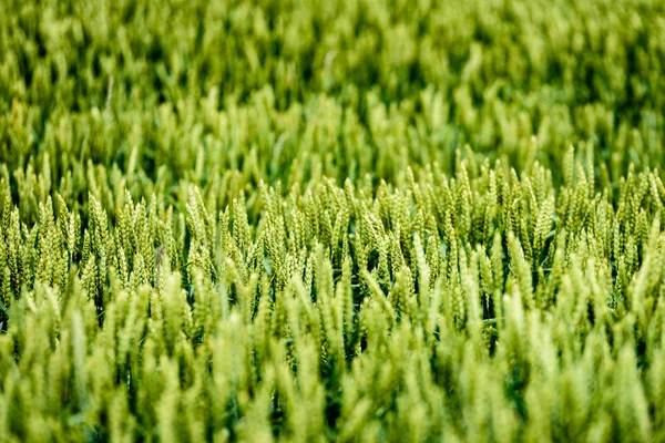 Campo de trigo verde fechar macrofotografia — Fotografia de Stock