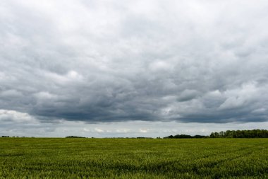 Sarı buğday alanı kapatmak makro resmi