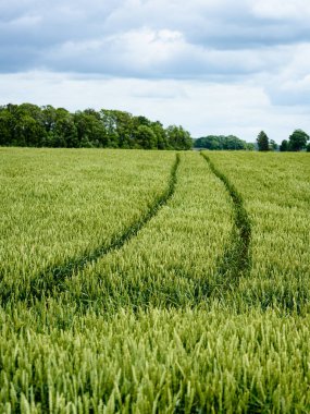 Yeşil buğday alanı kapatmak makro resmi