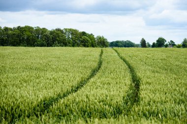 Yeşil buğday alanı kapatmak makro resmi