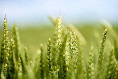 Sarı buğday alanı kapatmak makro resmi