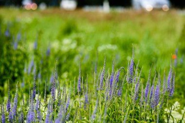 yaz çiçek çiçek açan alanıyla