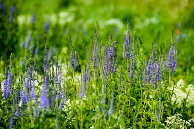 yaz çiçek çiçek açan alanıyla