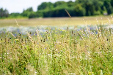 yaz çiçek çiçek açan alanıyla