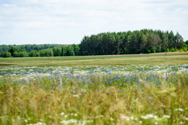 yaz çiçek çiçek açan alanıyla