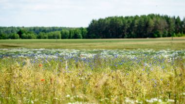 yaz çiçek çiçek açan alanıyla