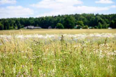 yaz çiçek çiçek açan alanıyla