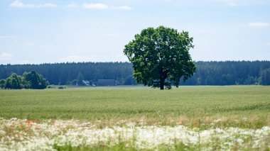 Yaz aylarında ağaç gövdeleri ile yeşil orman