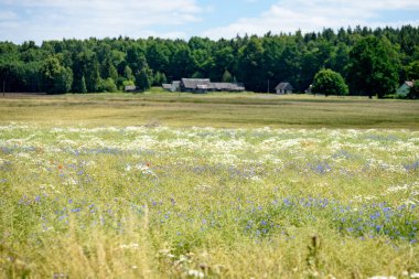 yaz çiçek çiçek açan alanıyla