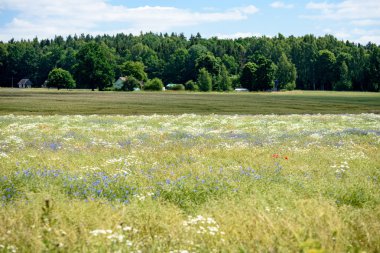 yaz çiçek çiçek açan alanıyla