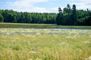 yaz çiçek çiçek açan alanıyla