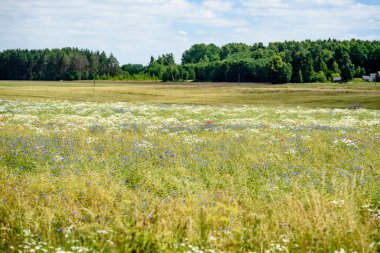 yaz çiçek çiçek açan alanıyla