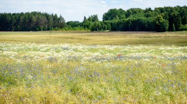 yaz çiçek çiçek açan alanıyla