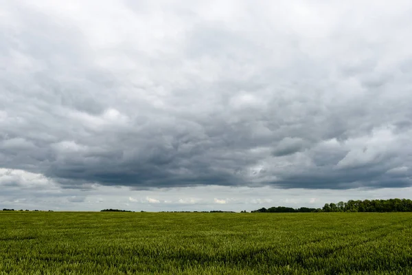 Sarı buğday alanı kapatmak makro resmi