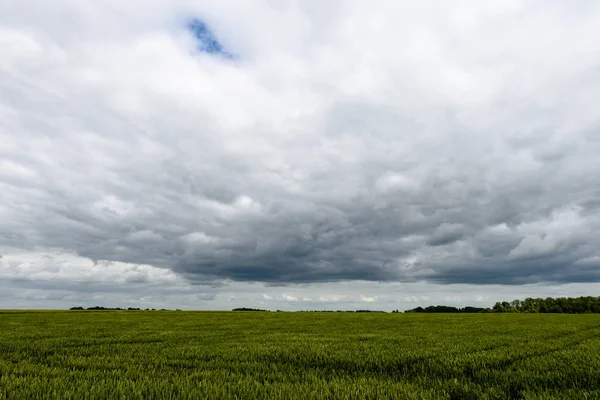 Sarı buğday alanı kapatmak makro resmi