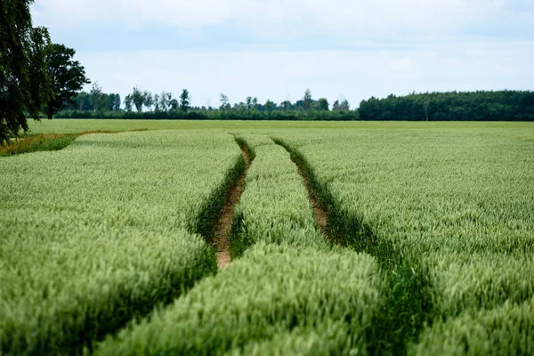 Zelená pšenice pole zblízka makro fotografii — Stock fotografie