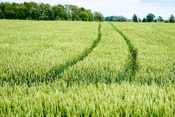 Зеленое пшеничное поле крупным планом — стоковое фото