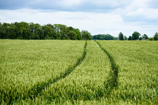 Yeşil buğday alanı kapatmak makro resmi