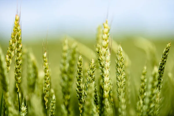 Sarı buğday alanı kapatmak makro resmi