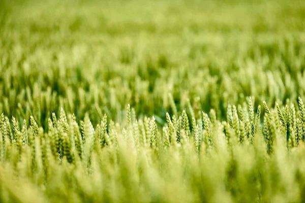 Yellow wheat field close up macro photograph — Stock Photo, Image