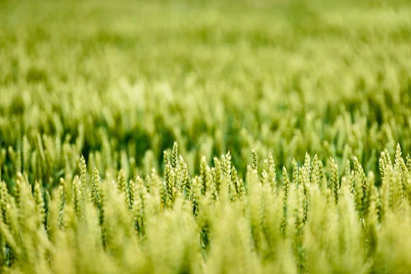 Campo de trigo amarillo cerca macro fotografía — Foto de Stock