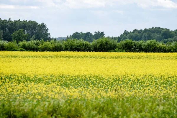 Campo de trigo amarelo fechar macrofotografia — Fotografia de Stock