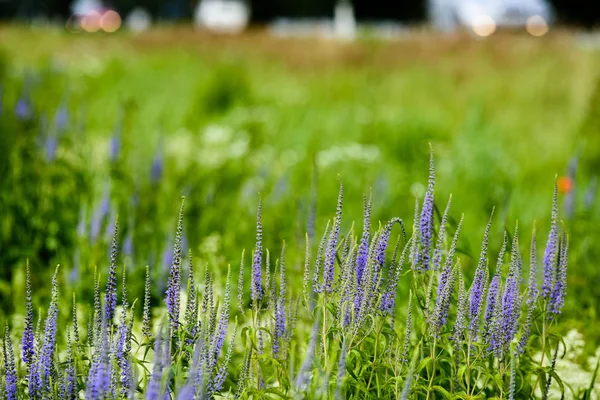 yaz çiçek çiçek açan alanıyla