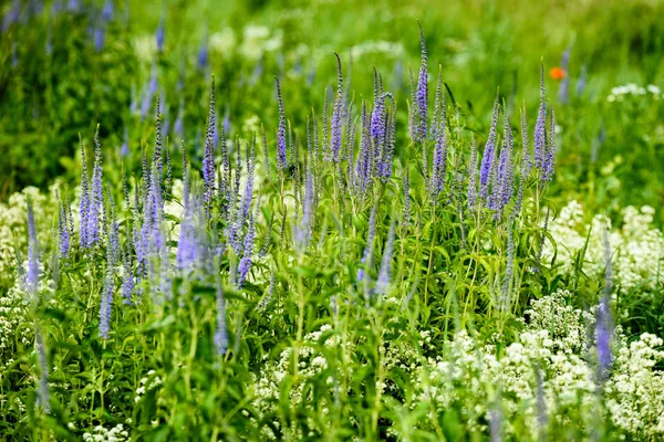 Feld mit blühenden Sommerblumen — Stockfoto