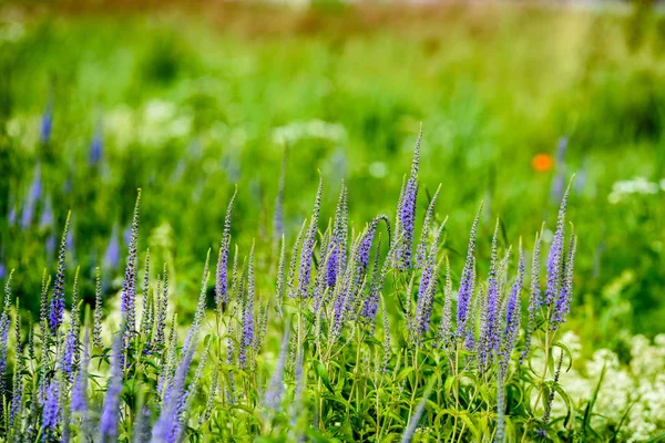 Feld mit blühenden Sommerblumen — Stockfoto