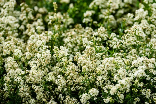 yaz çiçek çiçek açan alanıyla