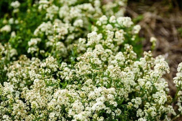 yaz çiçek çiçek açan alanıyla