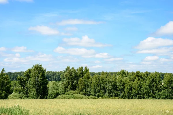 Zielony las z pni drzew w lecie — Zdjęcie stockowe