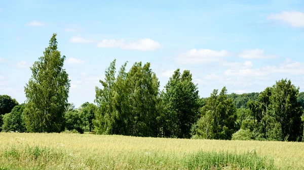 Yaz aylarında ağaç gövdeleri ile yeşil orman