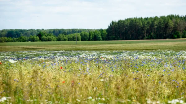 yaz çiçek çiçek açan alanıyla