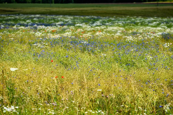 Feld mit blühenden Sommerblumen — Stockfoto