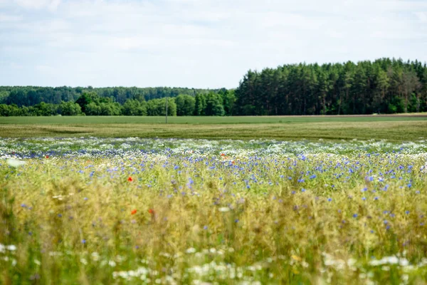 yaz çiçek çiçek açan alanıyla