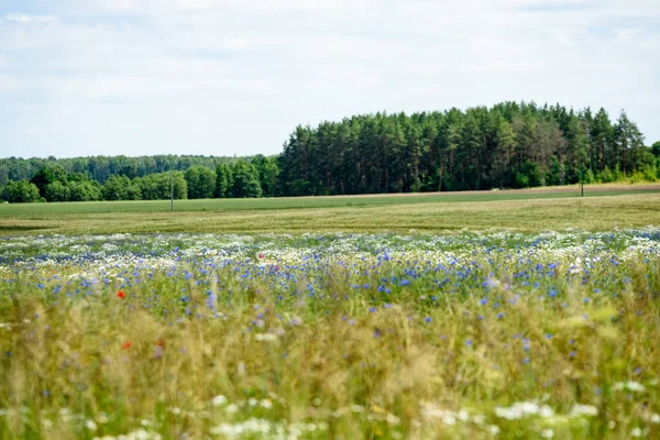 yaz çiçek çiçek açan alanıyla