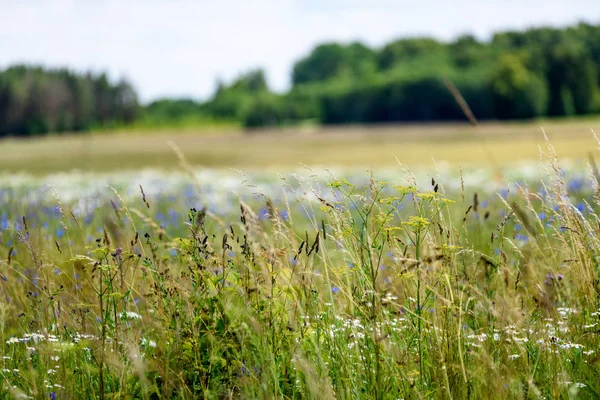 yaz çiçek çiçek açan alanıyla