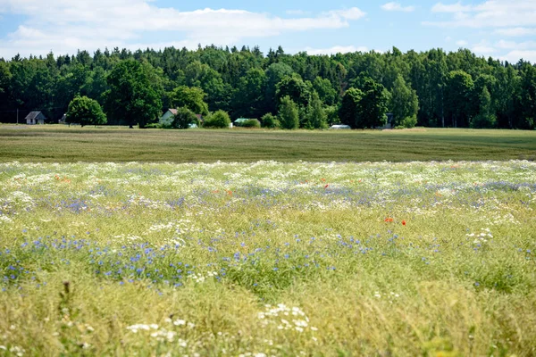 yaz çiçek çiçek açan alanıyla