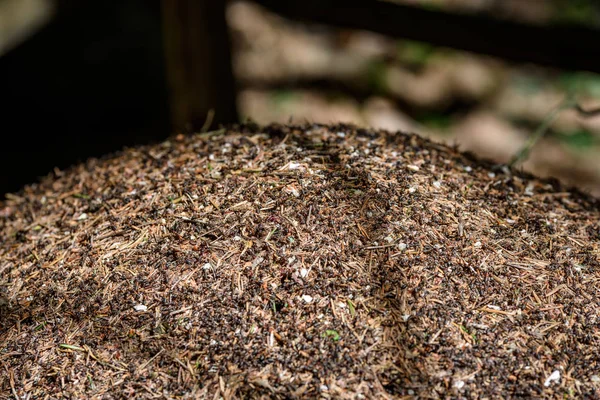 Close-up of ants nest. Large ant hill in summer forest. — Stock Photo, Image