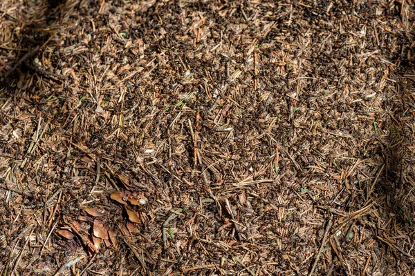 Close-up of ants nest. Large ant hill in summer forest. — Stock Photo, Image