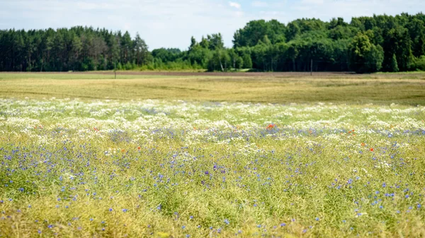 yaz çiçek çiçek açan alanıyla