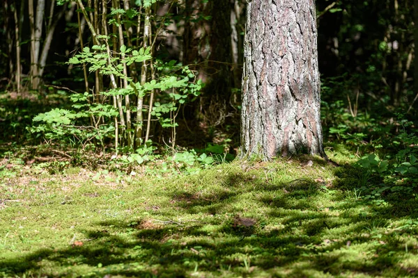 Bosque verde con troncos de árbol en verano —  Fotos de Stock